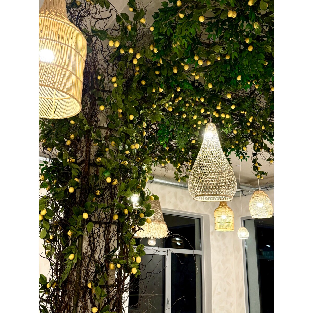 Instalacja z cytryn - drzewo cytrynowe 25m2