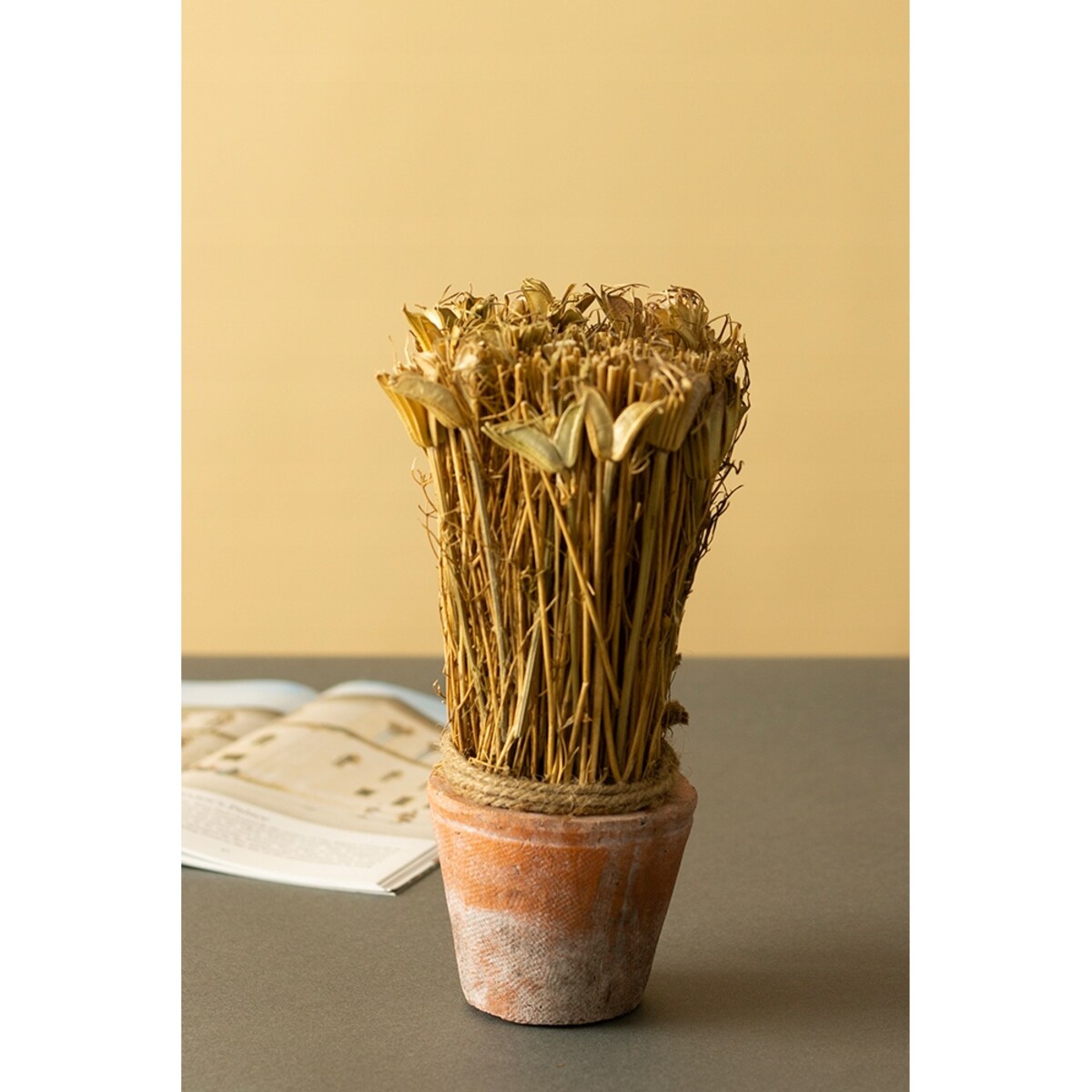SUSZONA ROŚLINA w doniczce z terakoty wys. 20cm
