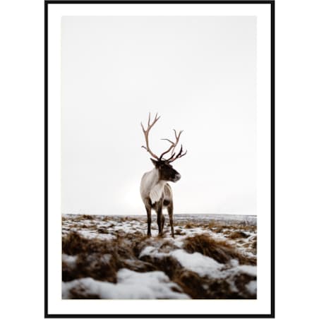 Poster Story, Plakat, Obraz - Renifer w Otoczeniu Śniegu, wymiary 60 x 84 cm