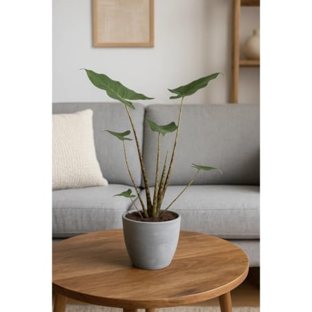 Alocasia zebrina Siberian Tiger| Doniczka Ø 17 cm | Wysokość ok. 50 cm