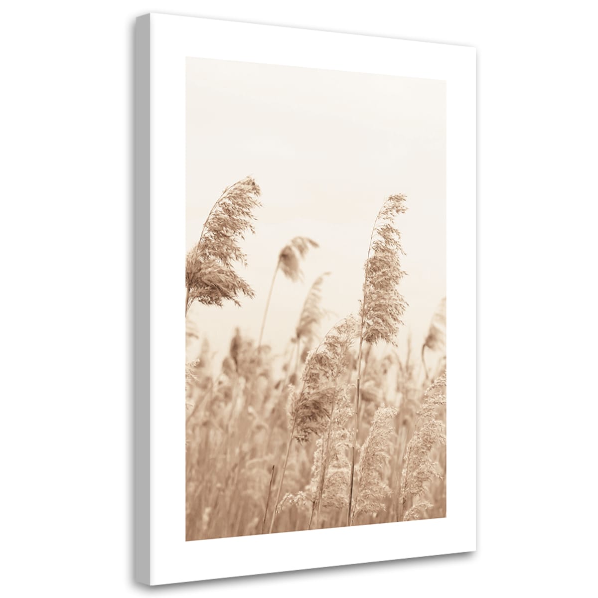 Obraz na płótnie, Trzciny kołyszące się na wietrze