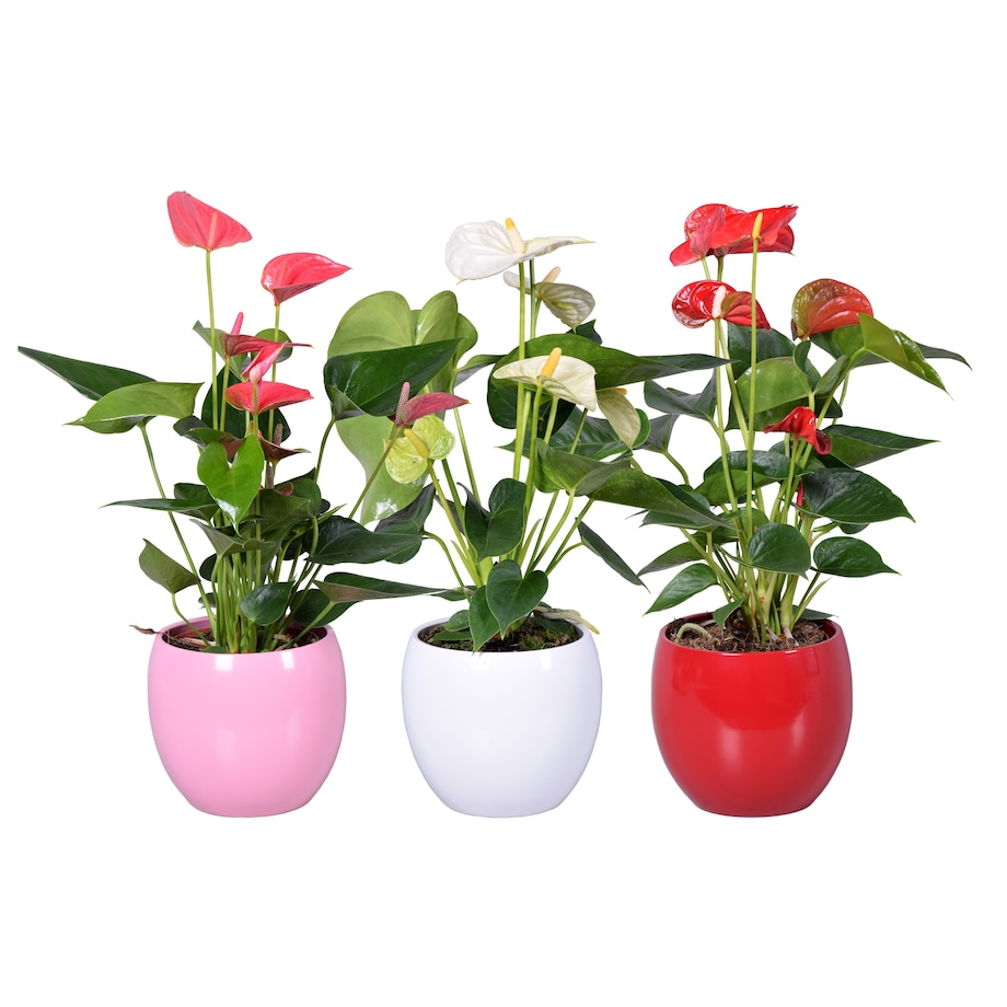 Anthurium–czerwona ceramiczna doniczka kula Ø13 cm|Wysokość ok. 40 cm