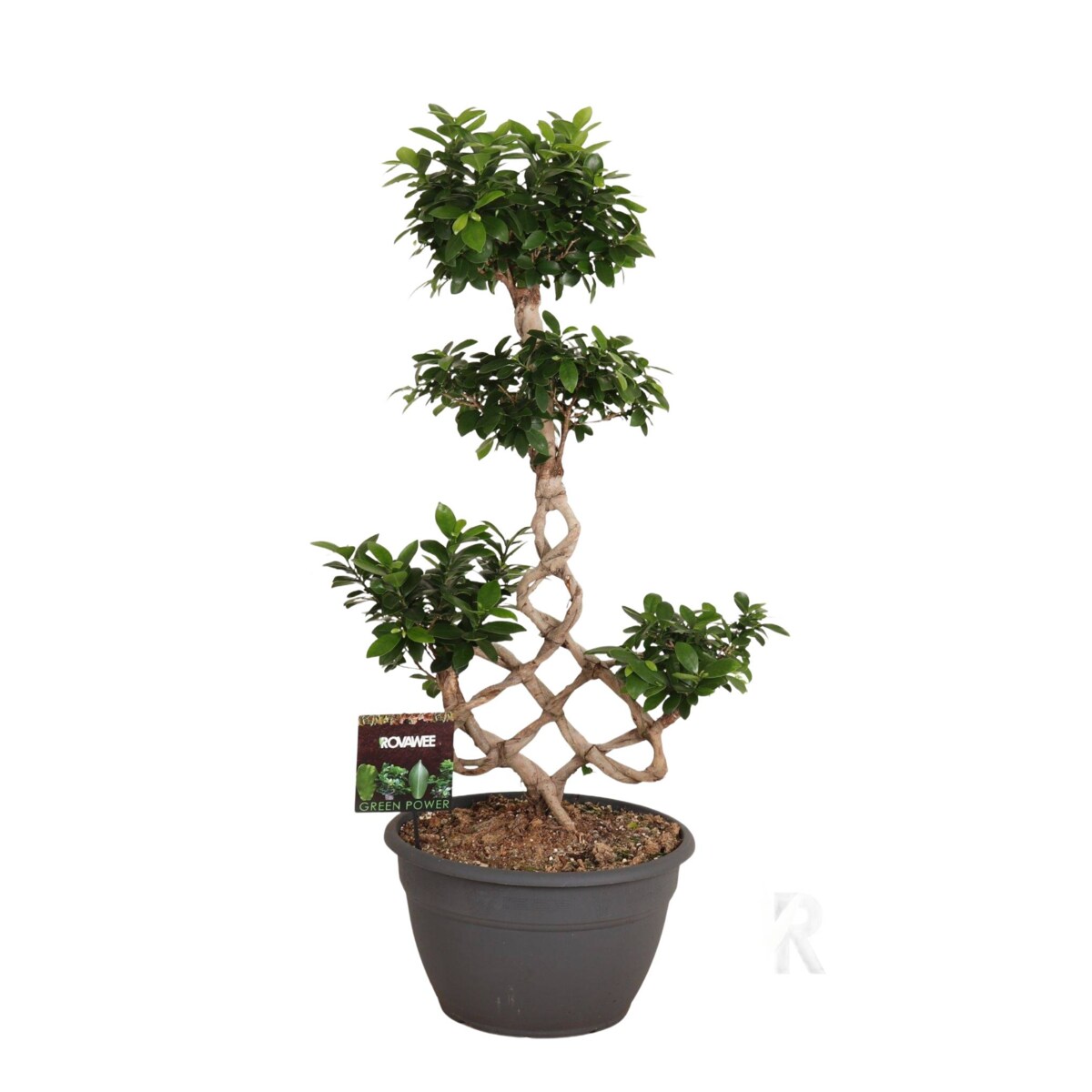 Fikus mic. Bonsai XXL | Doniczka Ø 35 cm | Wysokość ok. 100 cm