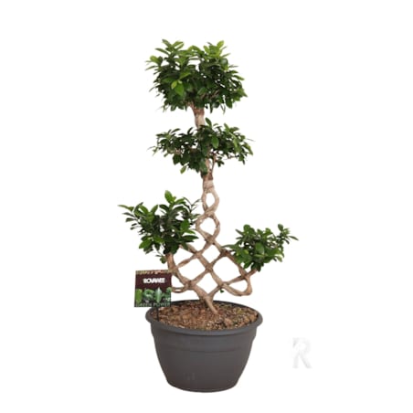 Fikus mic. Bonsai XXL | Doniczka Ø 35 cm | Wysokość ok. 100 cm