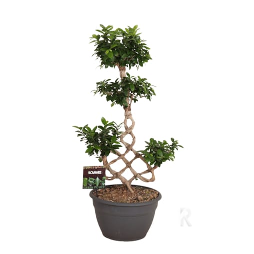 Fikus mic. Bonsai XXL | Doniczka Ø 35 cm | Wysokość ok. 100 cm
