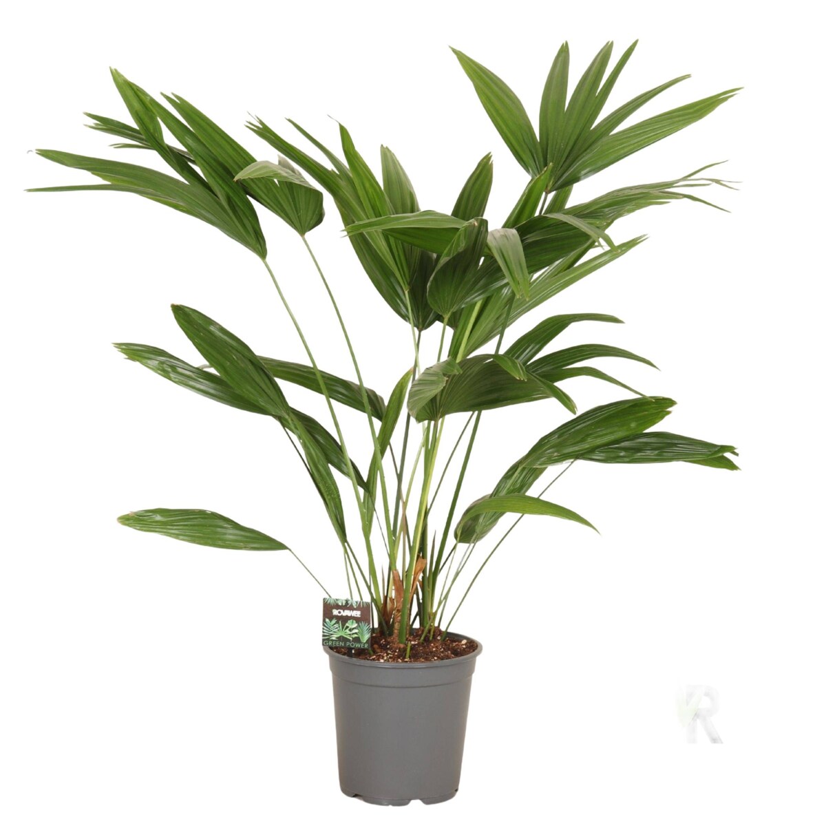 Livistona chinensis XXL | Doniczka Ø 24 cm | Wysokość ok. 100 cm