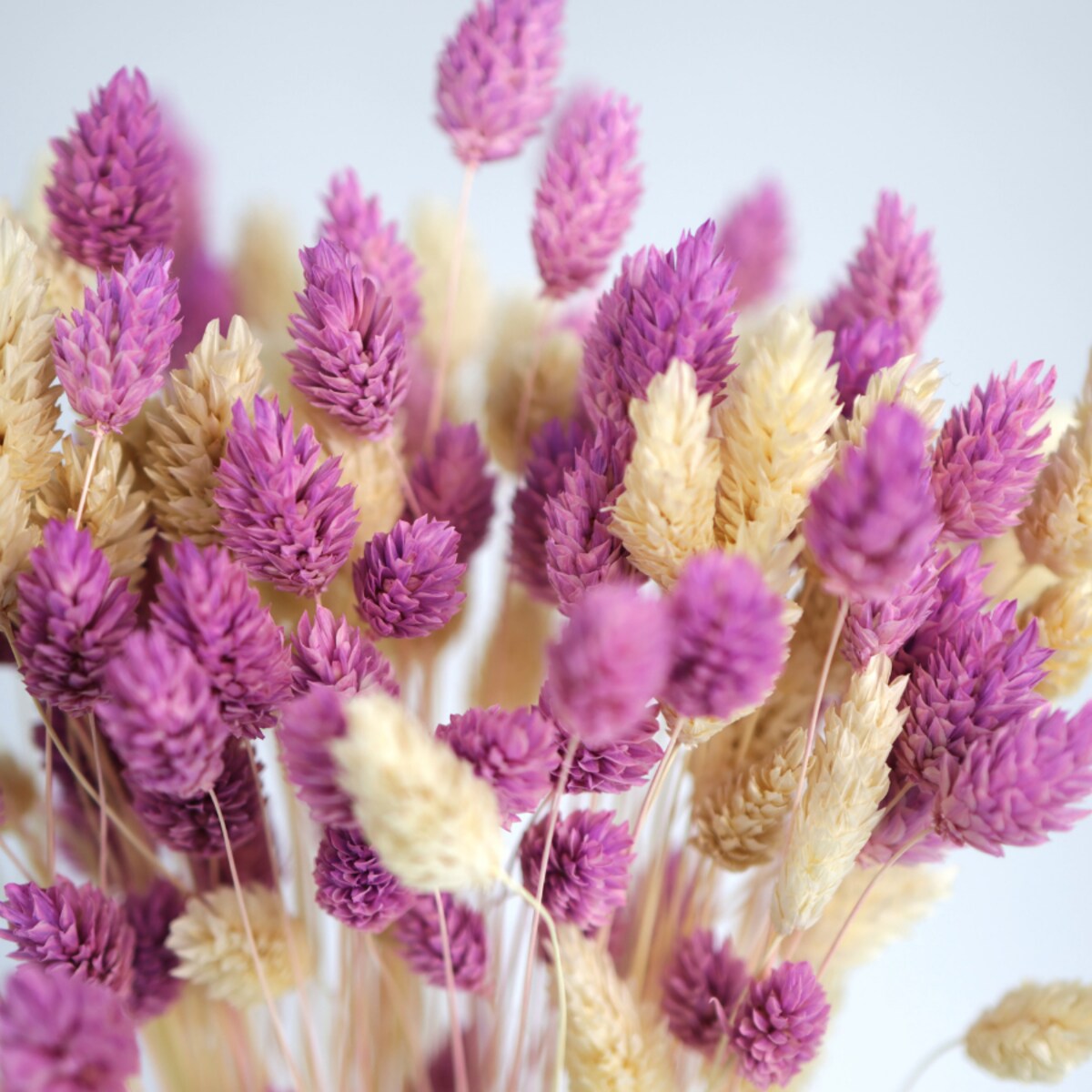 Zestaw suszonych traw biel & fiolet