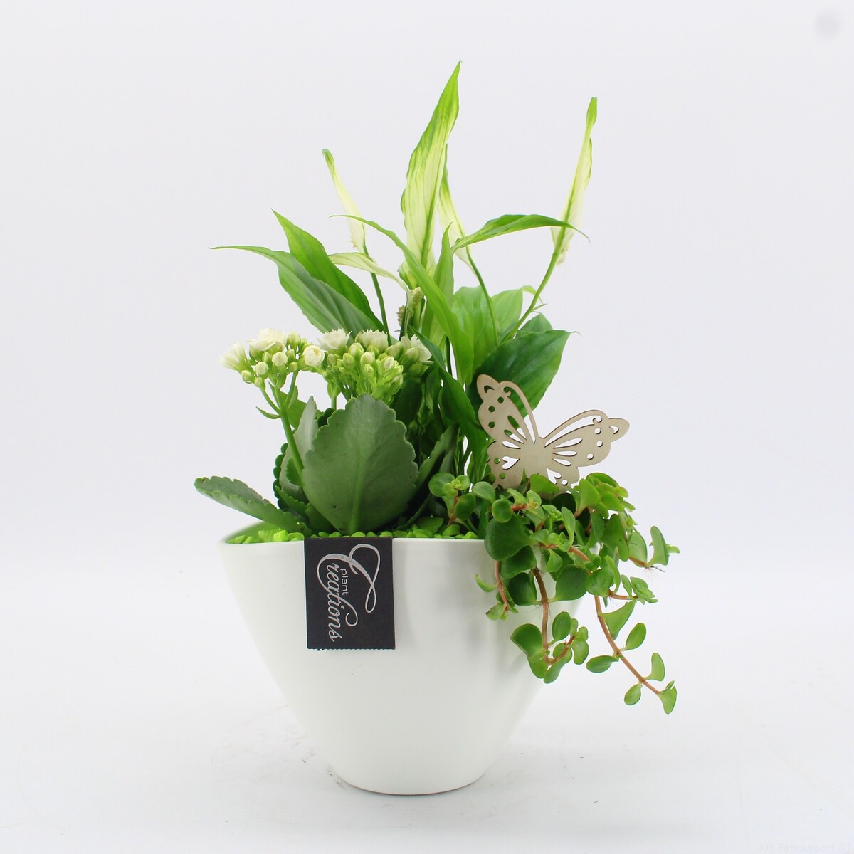 Kompozycja mix roślin w ceramicznej doniczce doniczka 18cm wysokosć 35cm