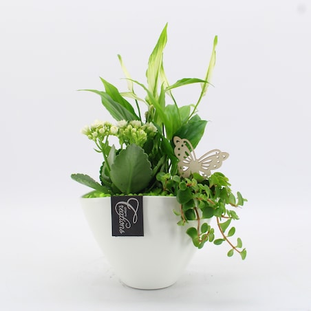 Kompozycja mix roślin w ceramicznej doniczce doniczka 18cm wysokosć 35cm