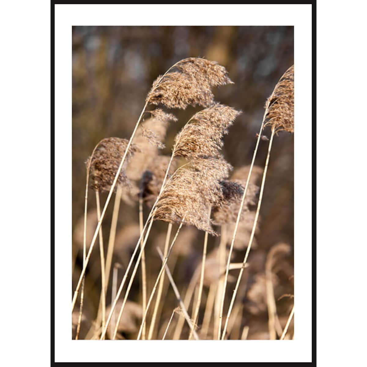 Poster Story, Plakat, Obraz - Trzciny na Wietrze, wymiary 42 x 60 cm