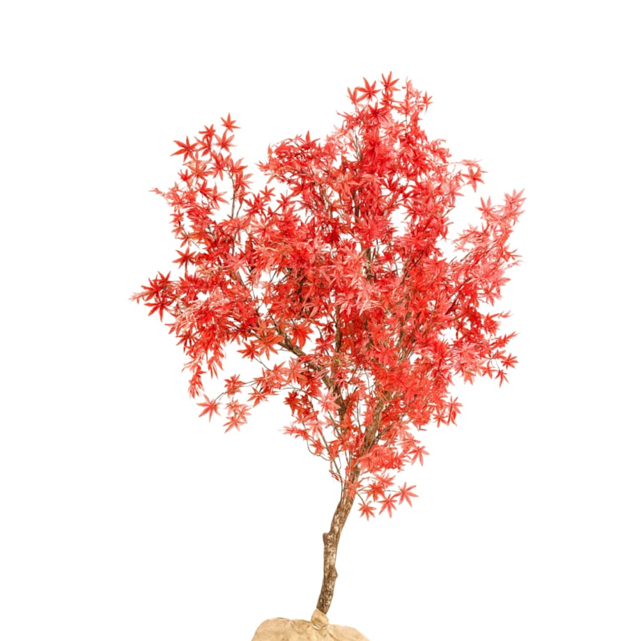 Drzewo klon palmowy z czerwonymi liśćmi na naturalnym pniu 250 cm x 250 cm
