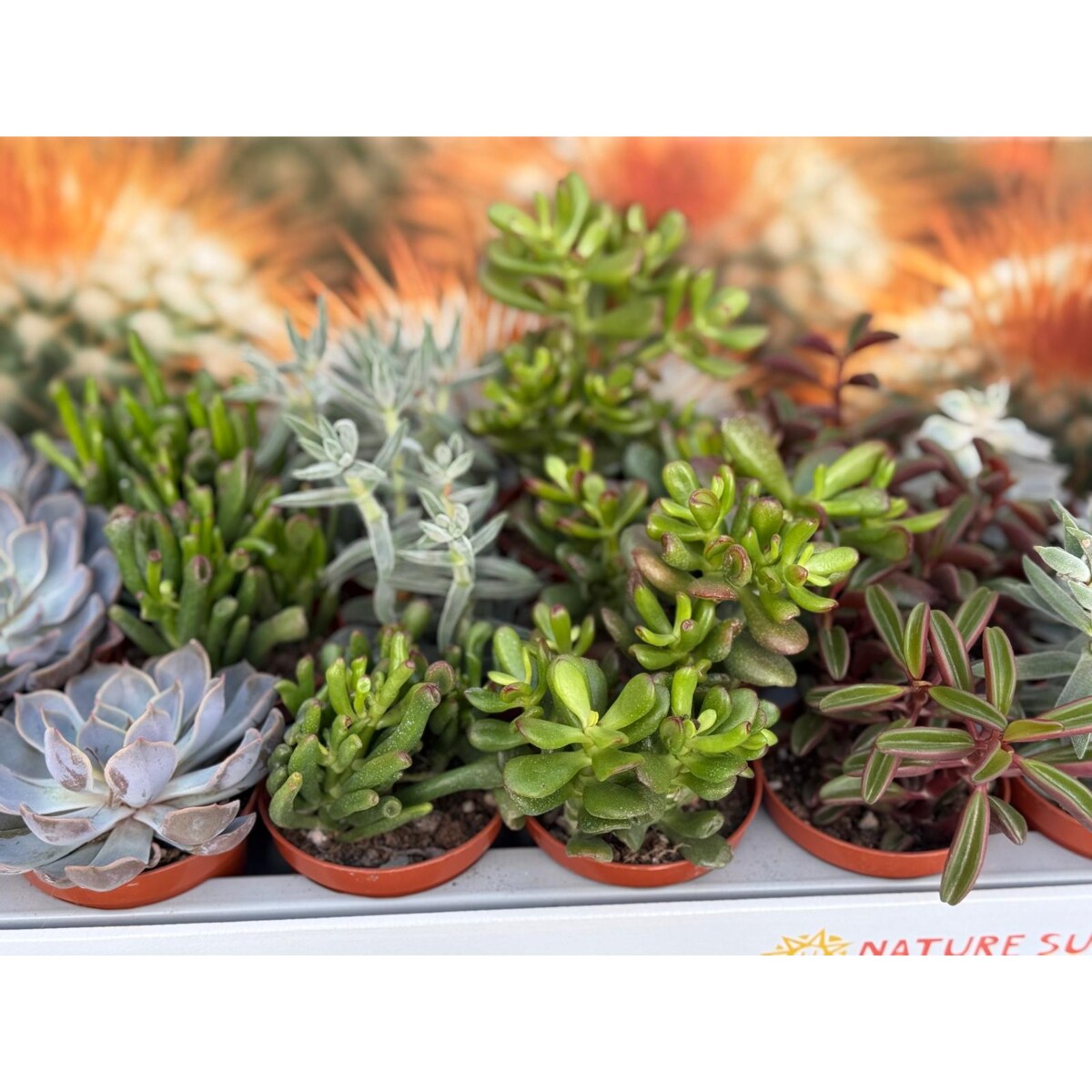 Echeveria doniczka 8,5cm wysokość 10cm