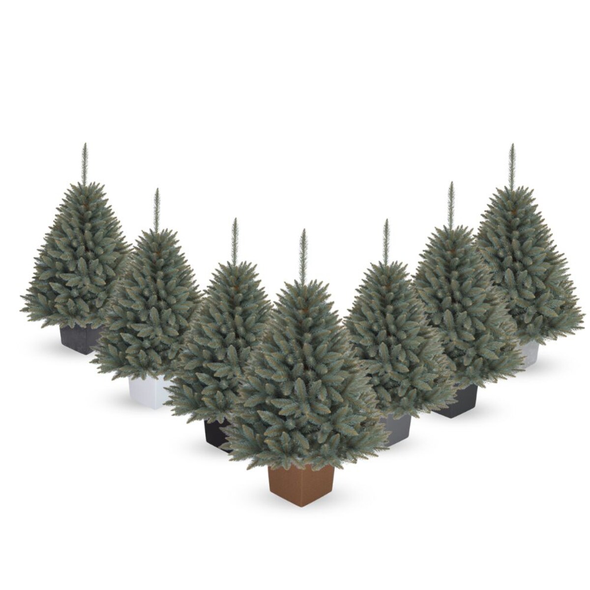 Choinka Premium Świerk SREBRNY w Kwadratowej Donicy 130 cm X-Choinka 7 kolorów donicy