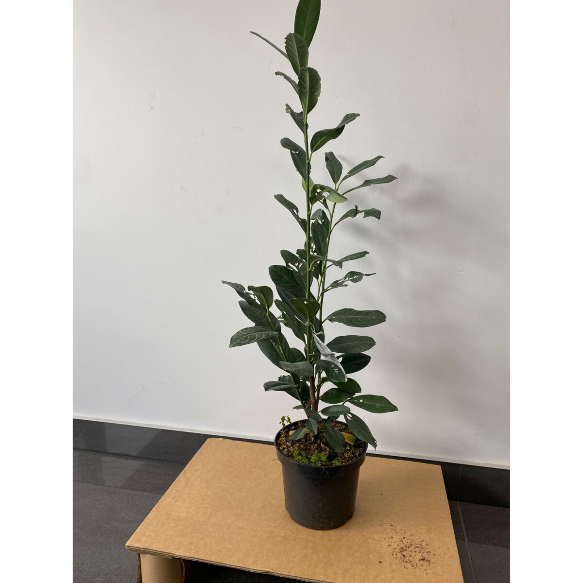 Laurowiśnia Prunus ‘Elly’ Doniczka Ø 19 cm – Wysokość ok. 110 cm