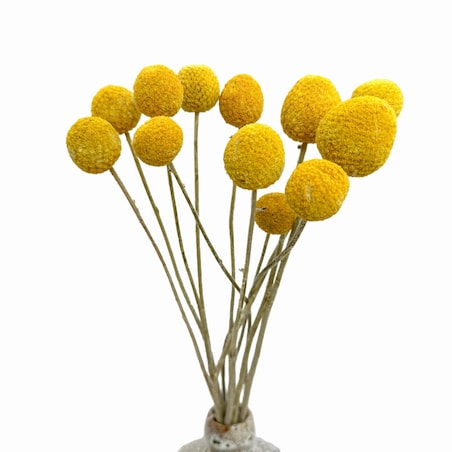 Suszona Kraspedia Naturalna ok. 10-12 szt.