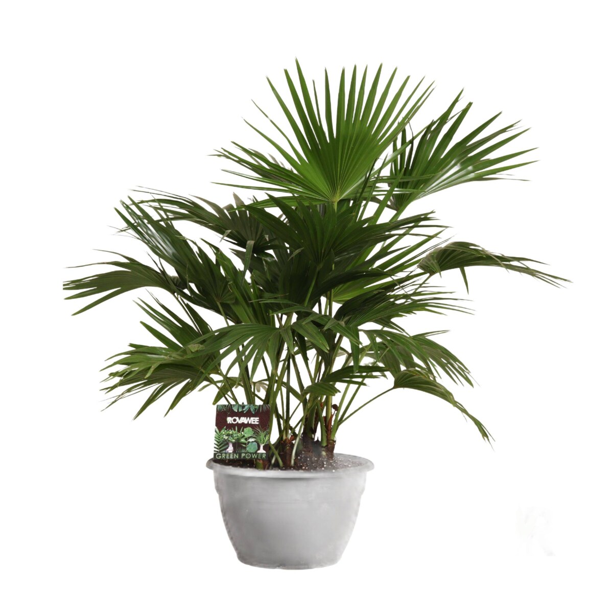 Livistona chinensis XXL| Doniczka Ø 35 cm | Wysokość ok. 120 cm