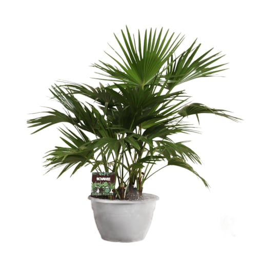 Livistona chinensis XXL| Doniczka Ø 35 cm | Wysokość ok. 120 cm