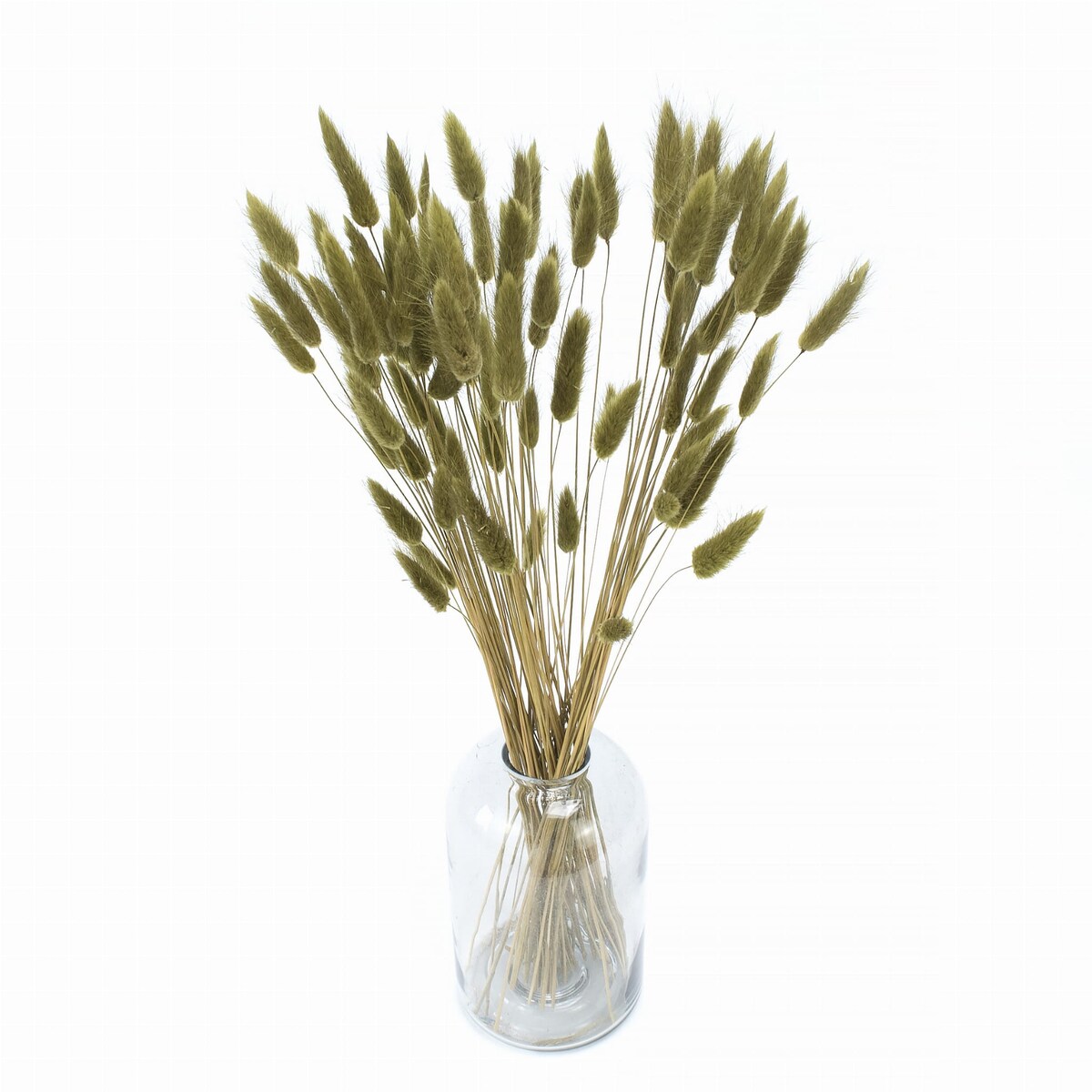 Lagurus Suszony Oliwkowy - Dmuszek jajowaty 70 szt.