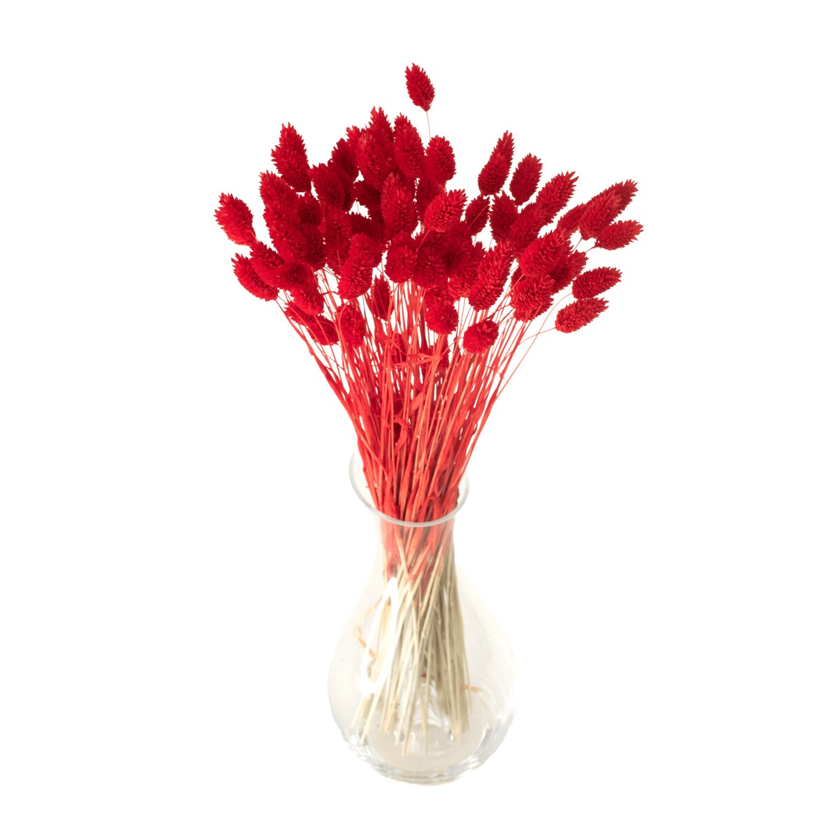 Suszony phalaris czerwony - trawa ozdobna