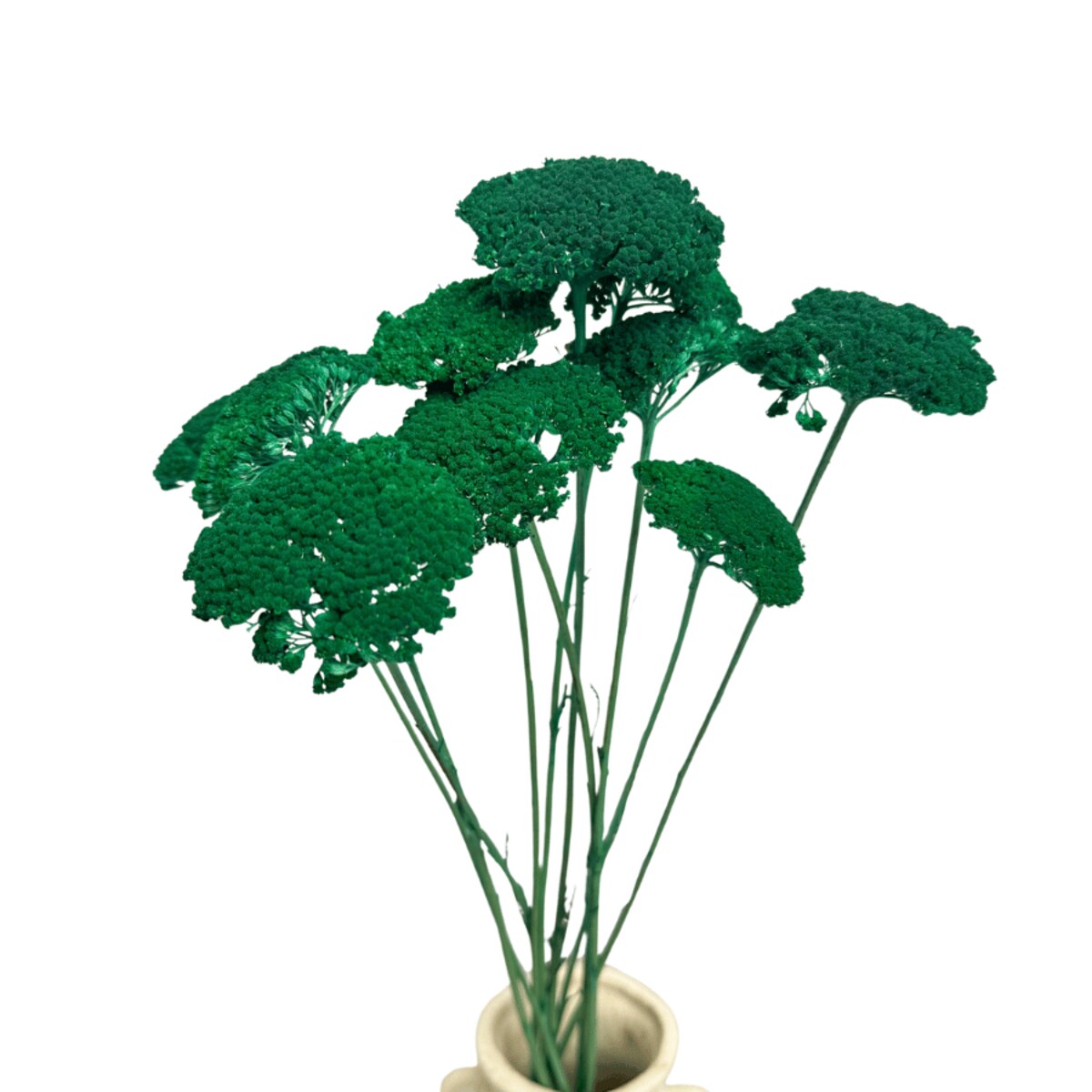 Krwawnik suszony petrol (Achillea) - suszone kwiaty