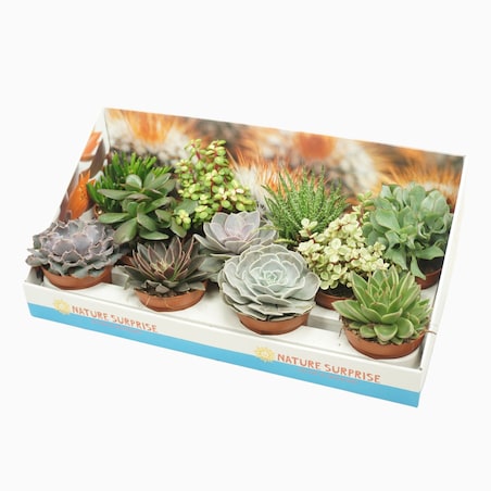 Succulenten Mix – 11 roślin Trendy karton| Ø 10,5 cm | Wysokość ok. 12 cm