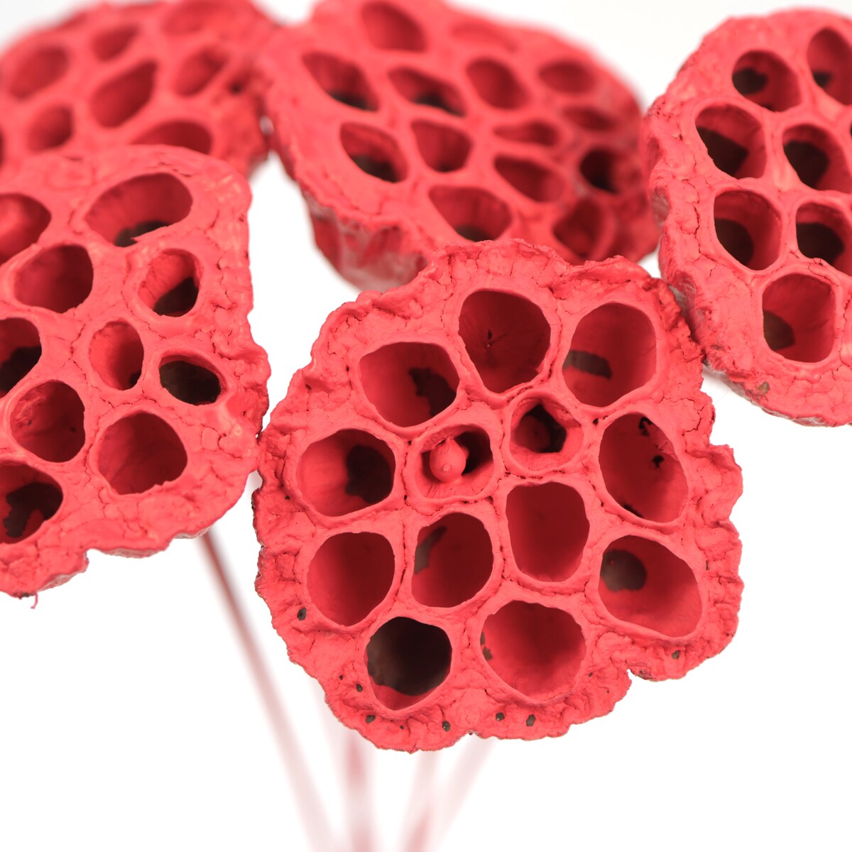 Kwiat Lotosu czerwony 3szt.