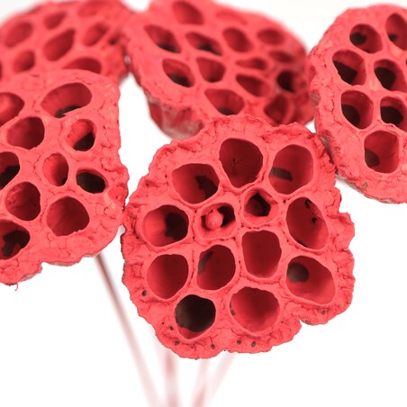 Kwiat Lotosu czerwony 3szt.