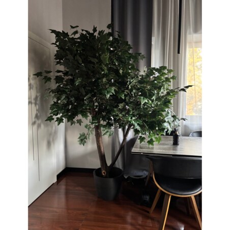 Drzewo klon z zielonymi liśćmi na naturalnym pniu 240 cm