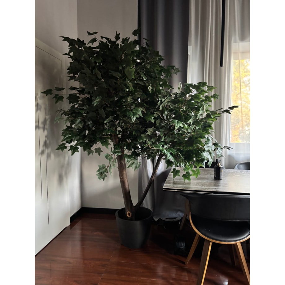 Drzewo klon z zielonymi liśćmi na naturalnym pniu 240 cm