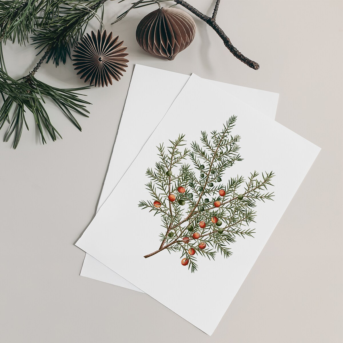 Plakat Jałowiec 21x30cm