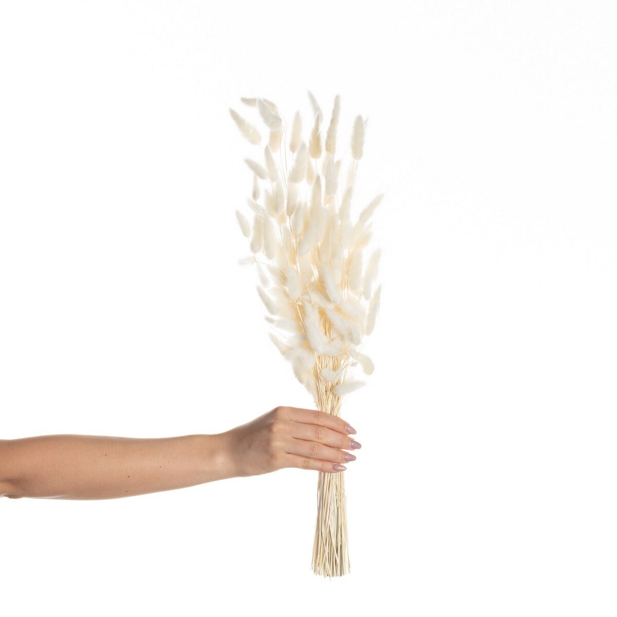 Bukiet Dmuszka 60cm cream, 5 x 5 x 60 cm