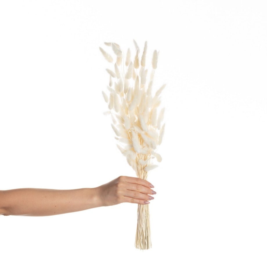 Bukiet Dmuszka 60cm cream, 5 x 5 x 60 cm