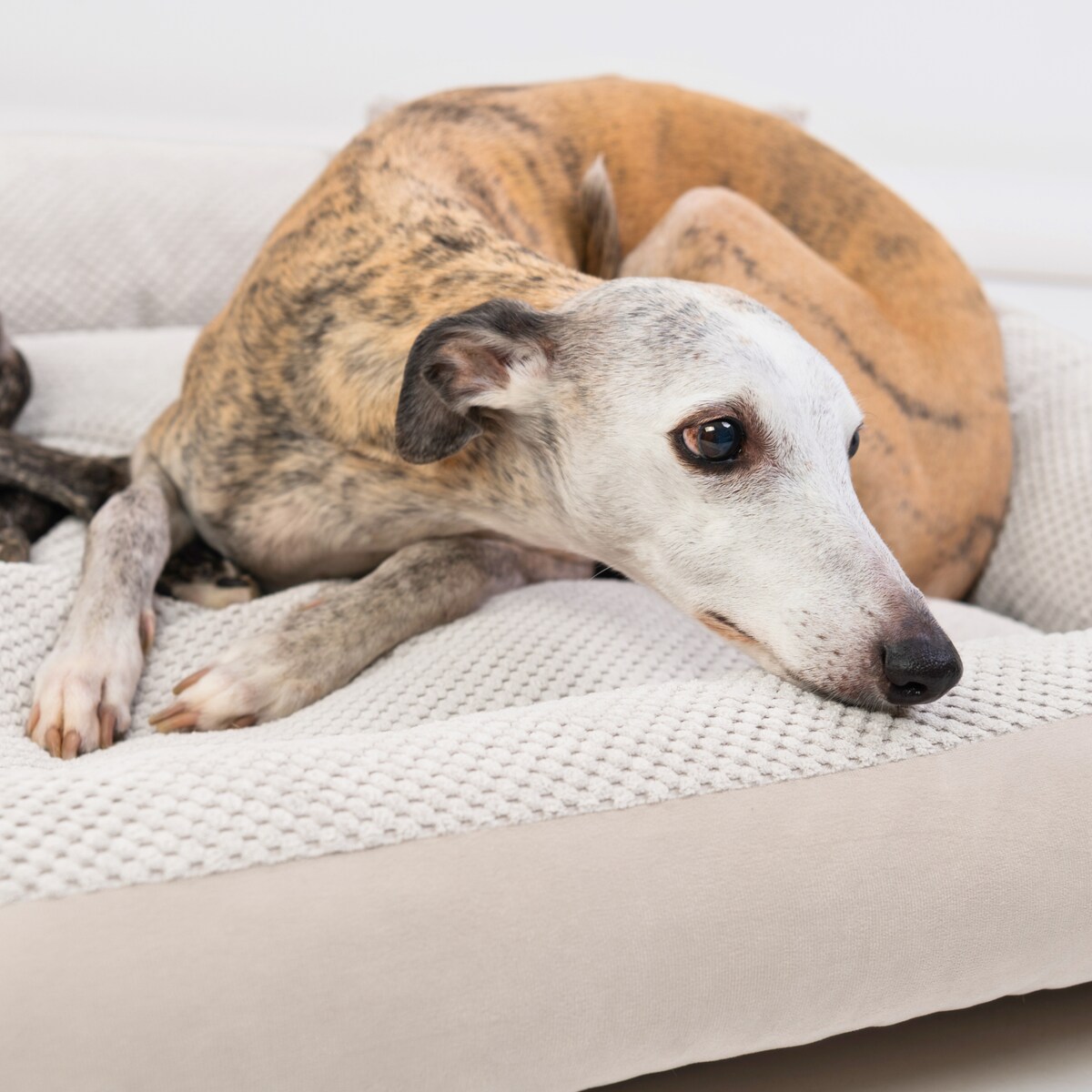 Przytulne legowisko dla psa TEO, 60x40 cm, Beż