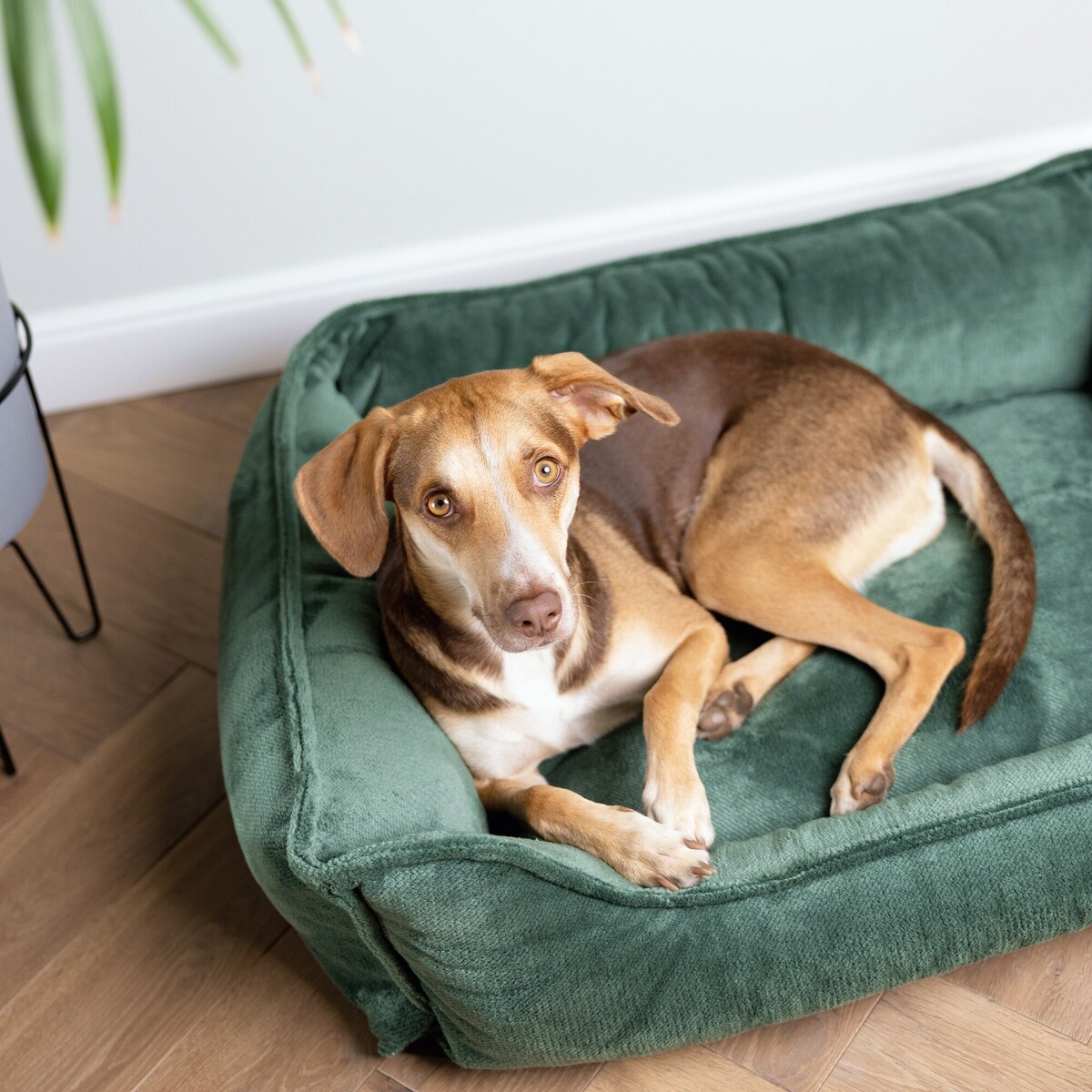 Ortopedyczne legowisko dla psa IRIS, 100x80 cm, Zieleń