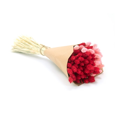 Zestaw duo suszonych traw phalaris jasnoróżowy & phalaris czerwony