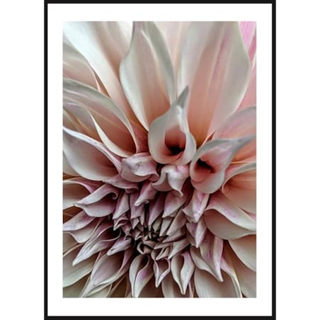 Poster Story, Plakat, Obraz - Kwiat Dalia No2, wymiary 70 x 100 cm