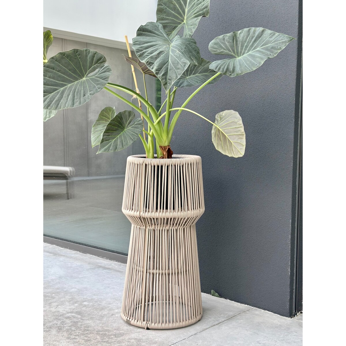 KWIETNIK TYZIANO SZAMPAŃSKI