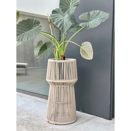 KWIETNIK TYZIANO SZAMPAŃSKI