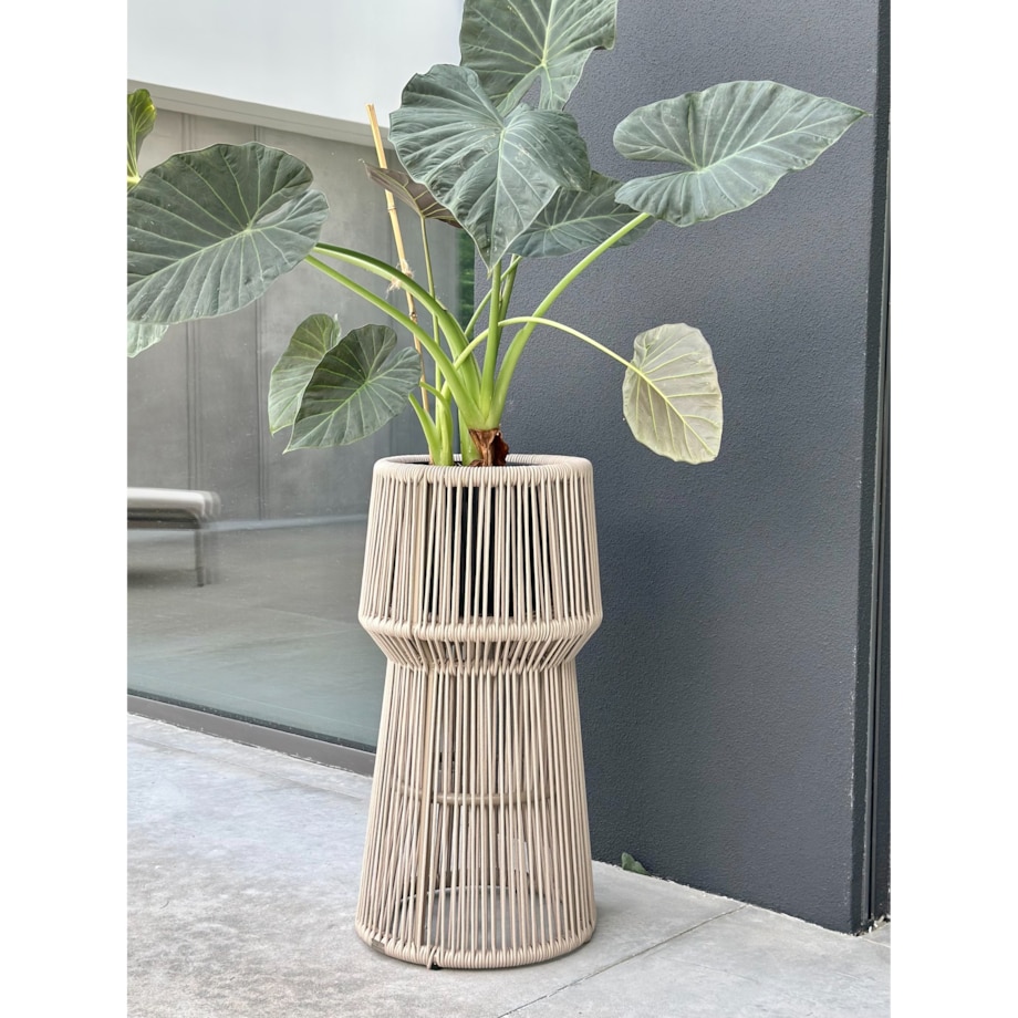 KWIETNIK TYZIANO SZAMPAŃSKI