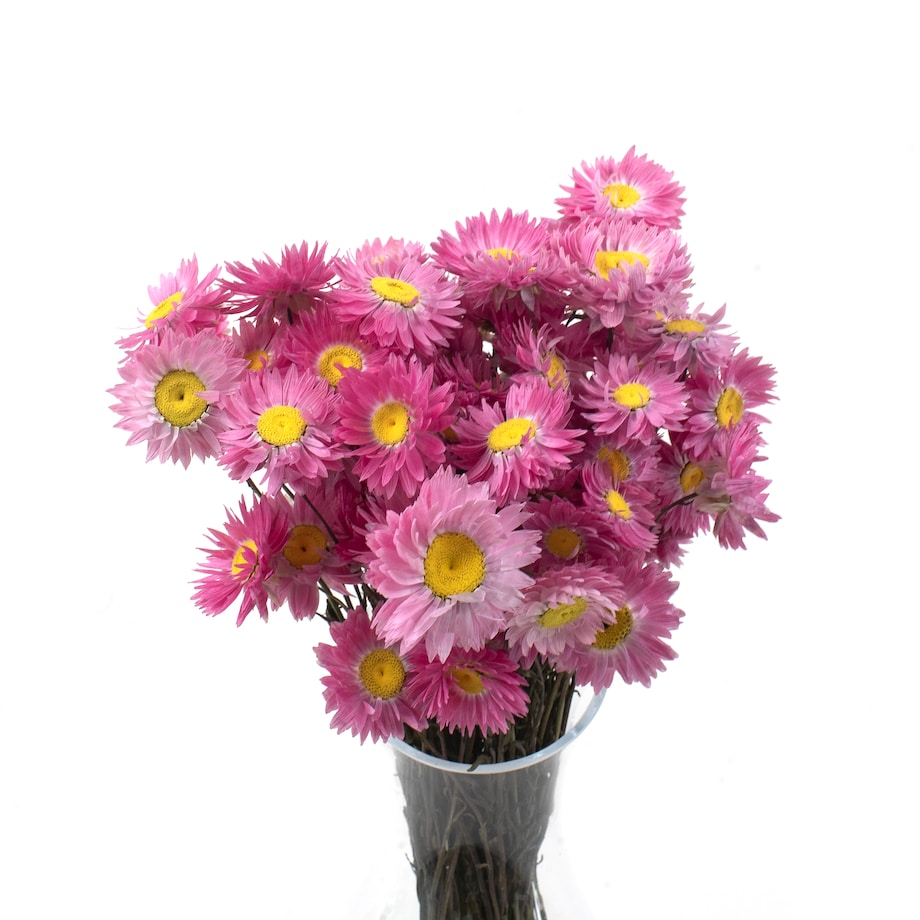 Suszone Acroclinium Różowe