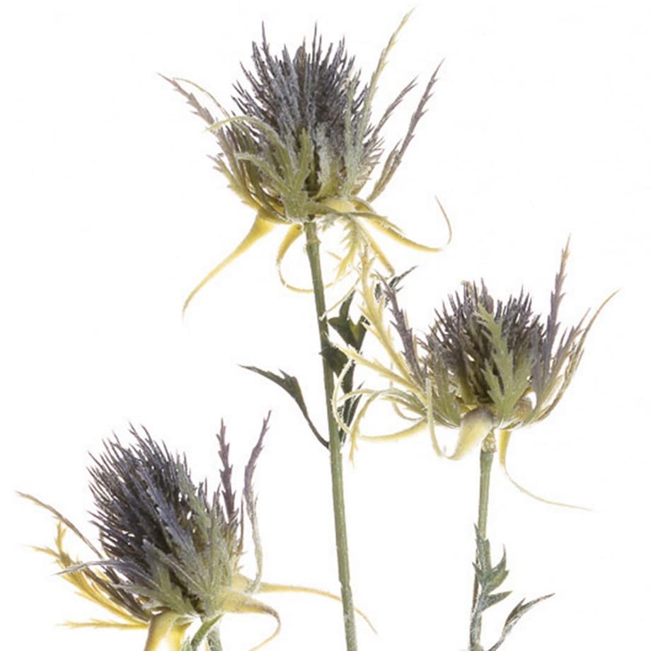 Gałązka Oset 70cm, 5 x 5 x 70 cm