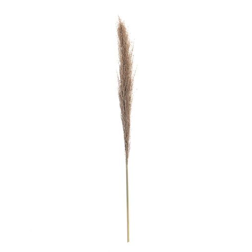 Gałązka Pampas Grass 130cm, 130 cm