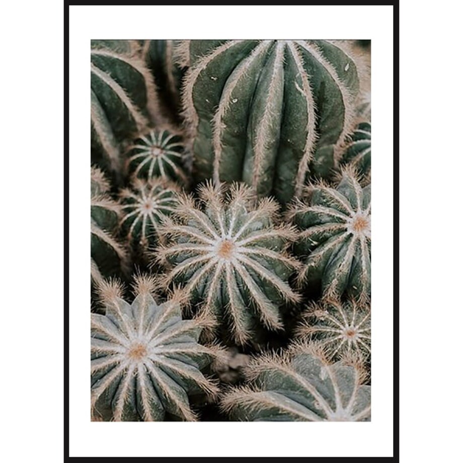 Poster Story, Plakat, Obraz - Rodzina Kaktusów, wymiary 30 x 42 cm