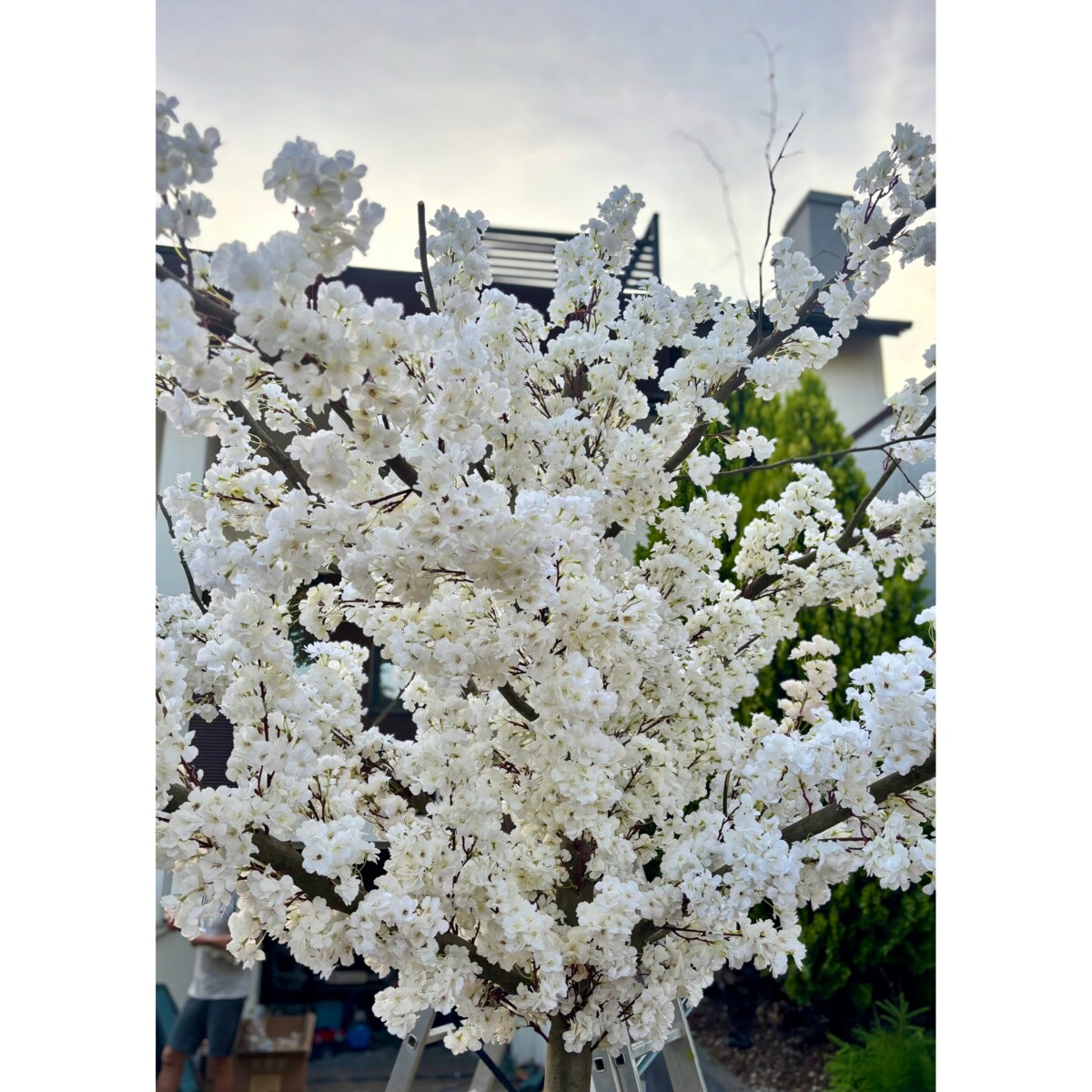 Drzewo  kwitnącej wiśni z białymi kwiatami 260 cm - duże i wysokie