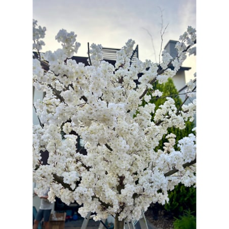 Drzewo kwitnącej wiśni z białymi kwiatami 260 cm - duże i wysokie