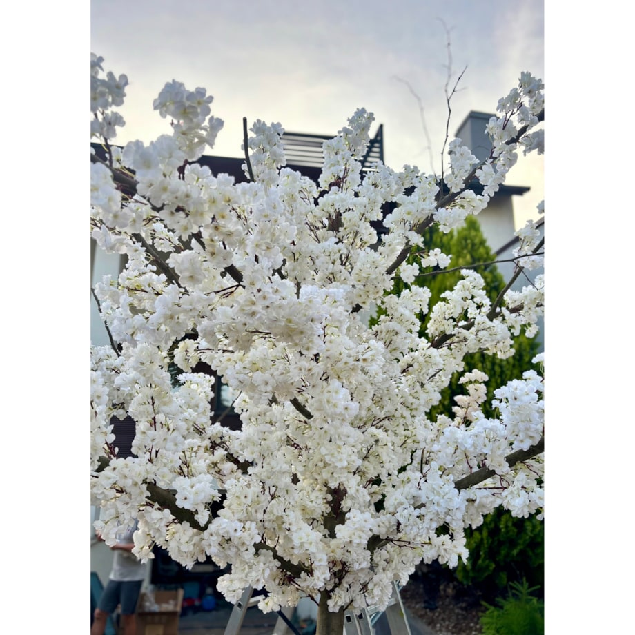 Drzewo kwitnącej wiśni z białymi kwiatami 260 cm - duże i wysokie