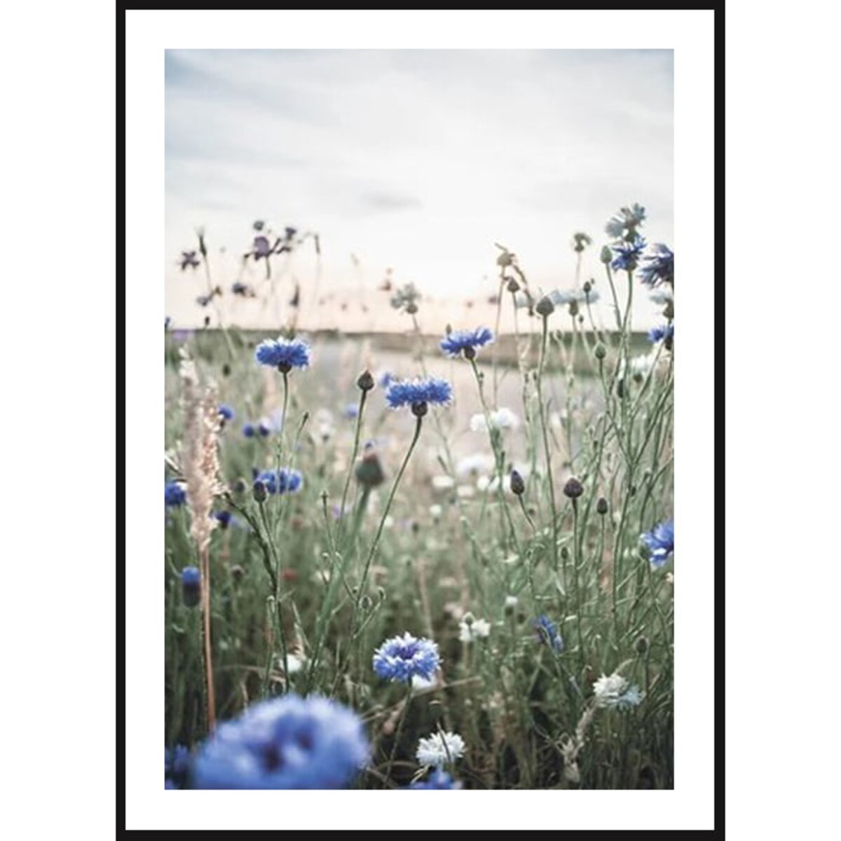 Poster Story, Plakat, Obraz - Polne Chabry, wymiary 50 x 70 cm