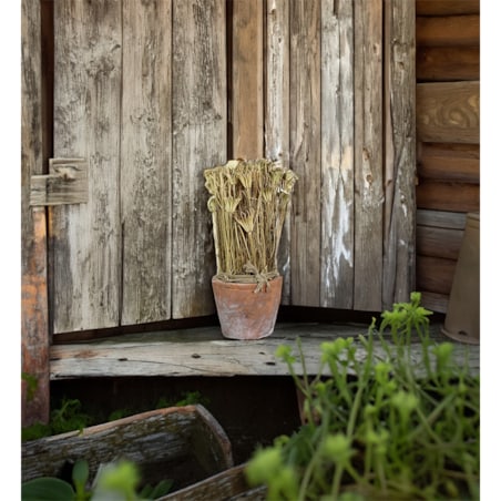 SUSZONA ROŚLINA w doniczce z terakoty wys. 27cm