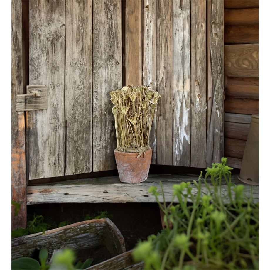 SUSZONA ROŚLINA w doniczce z terakoty wys. 27cm