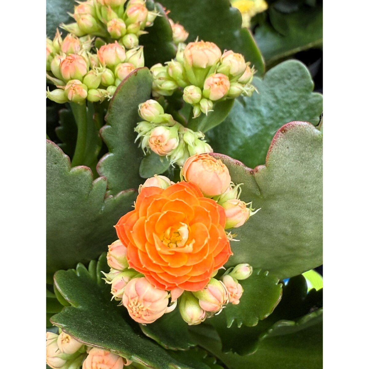 Kalanchoe blos. Happiness kolor pomarańczowy Ø 12cm wysokość 24cm